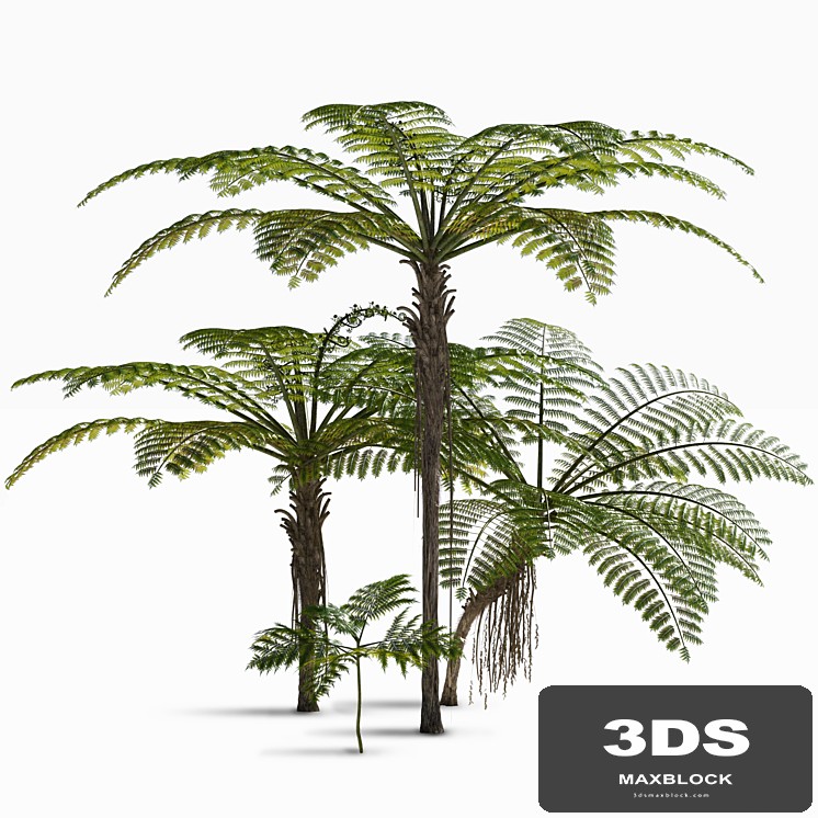 Treefern dicksonia antarctica
