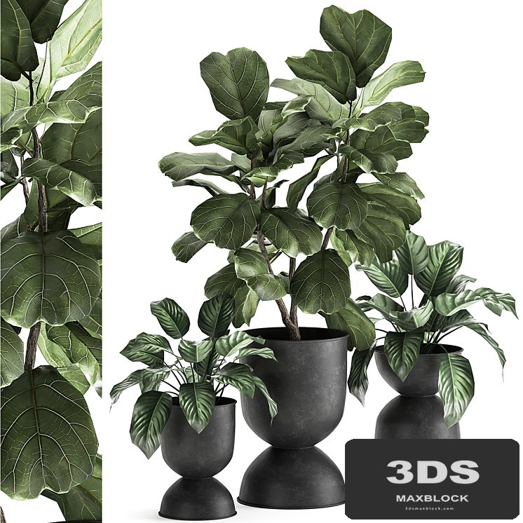 Collection of plants in black metal pots with Ficus lyrata, decorative tree. Set 876.