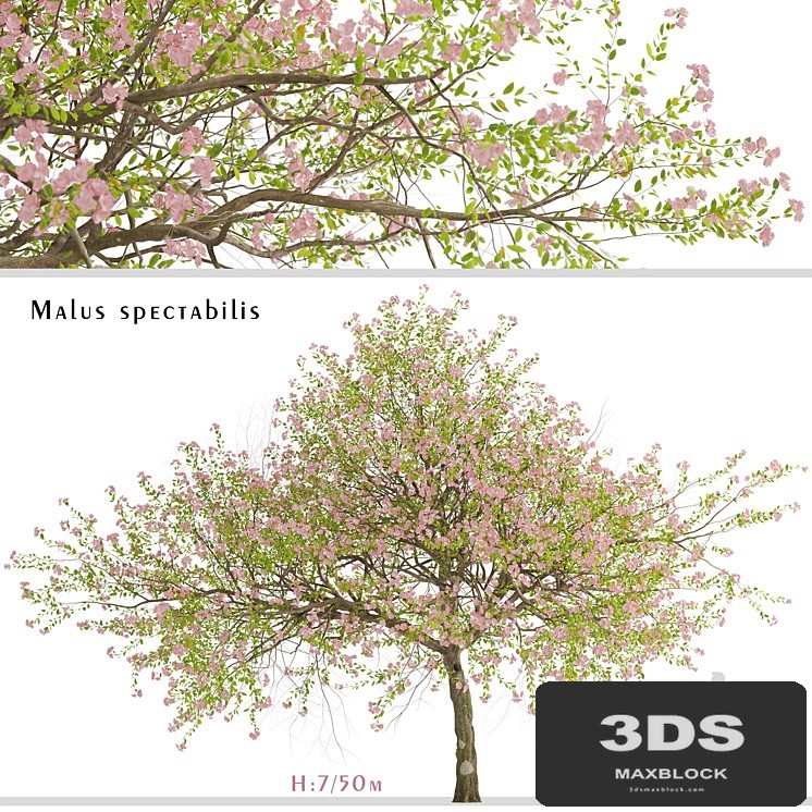 Malus spectabilis Tree (Chinese Flowering Crabapple) (1 Tree)