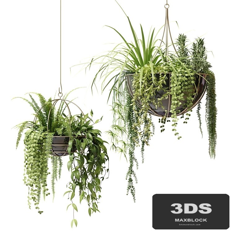 Compositions of ampelous plants in hanging pots # 2