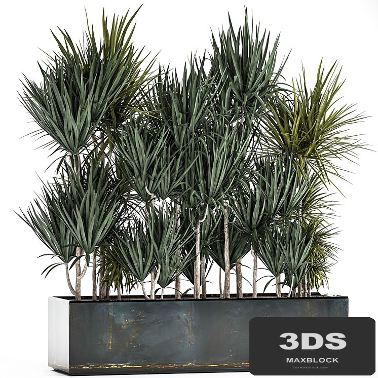 Lush exotic thickets of Dracaena bushes in a metal pot flowerbed. 887.