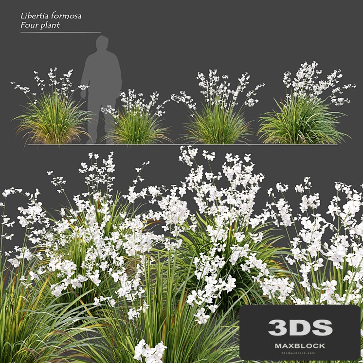 Libertia formosa