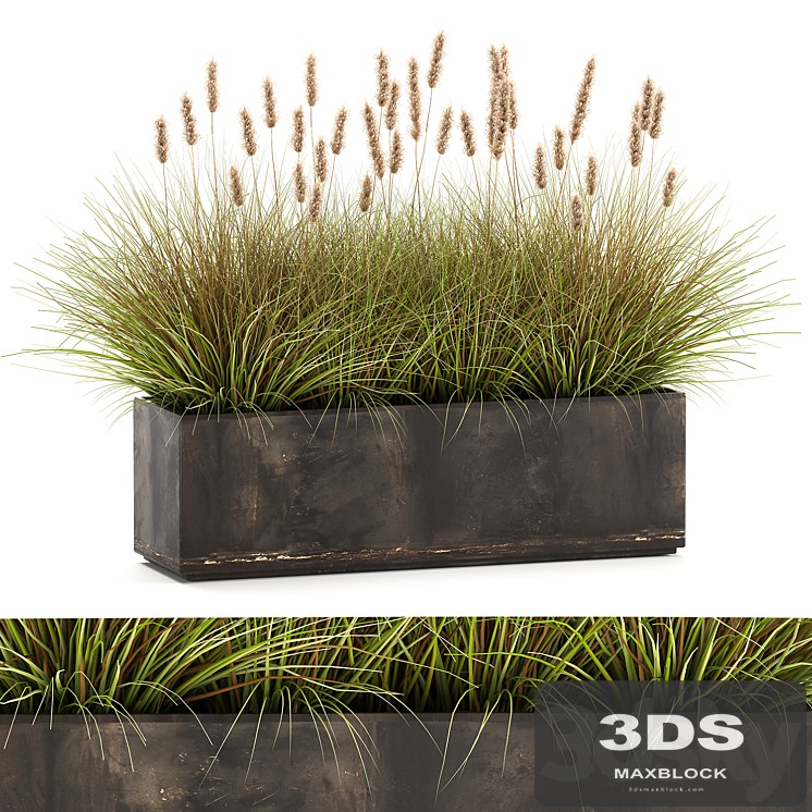 Outdoor metal pot in the bushes Pampas grass, flowerpot, flowerbed, reed. 905.