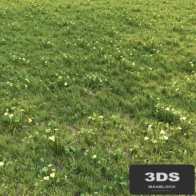 grass for lanscape 06
