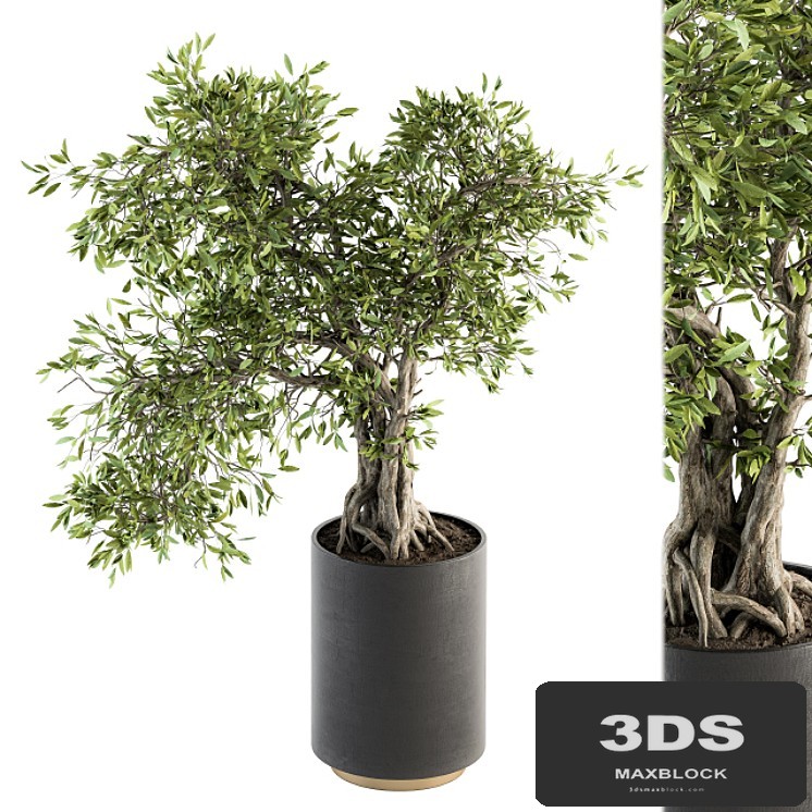 indoor Plant Set 207 - Big Bonsai in pot