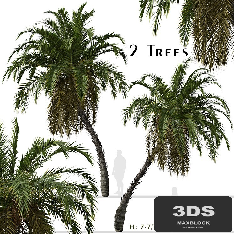 Set of Phoenix reclinata Trees (Senegal date palm) (2 Trees)