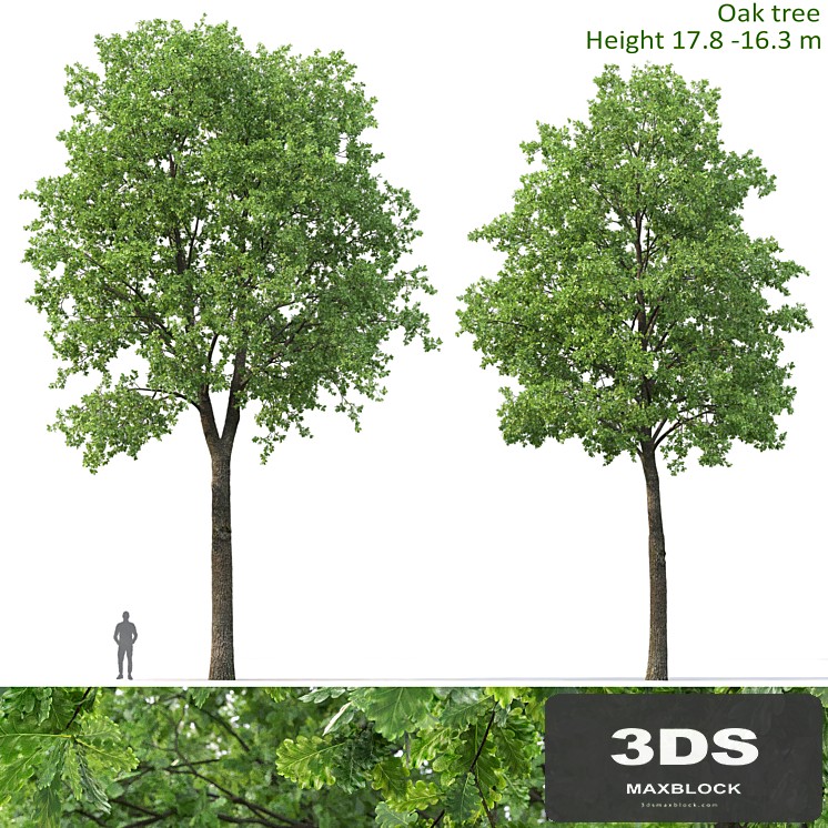 Oak
