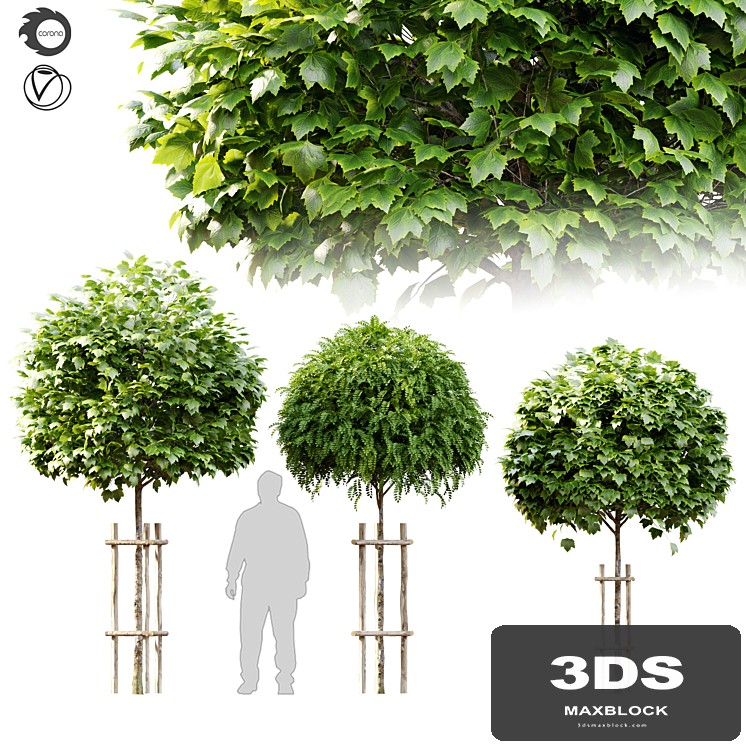 Tree with wooden guard