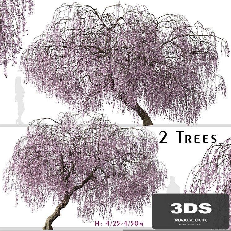 Set of Weeping Cherry Tree (Prunus pendula) (2 Trees)