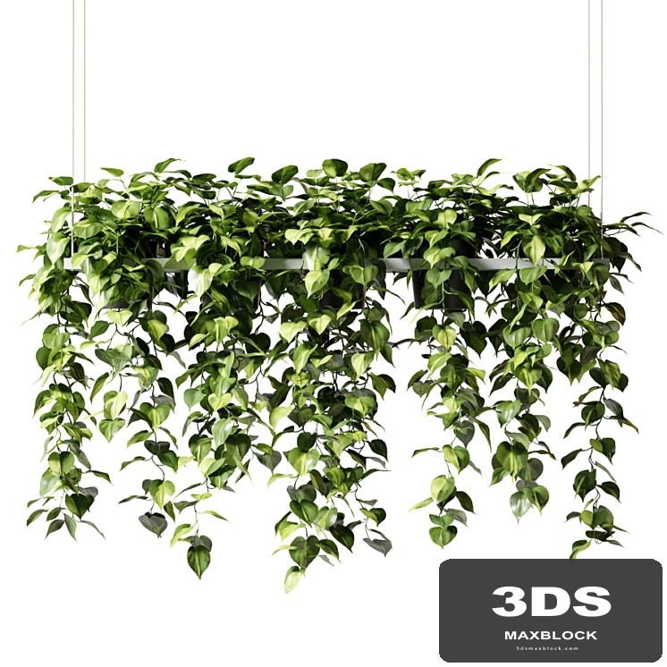 Hanging plants in a rectangular planter (Epipremium)