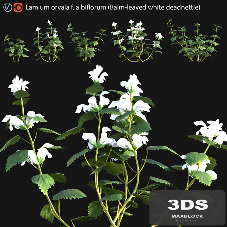Lamium orvala - Balm-leaved white deadnettle - 01