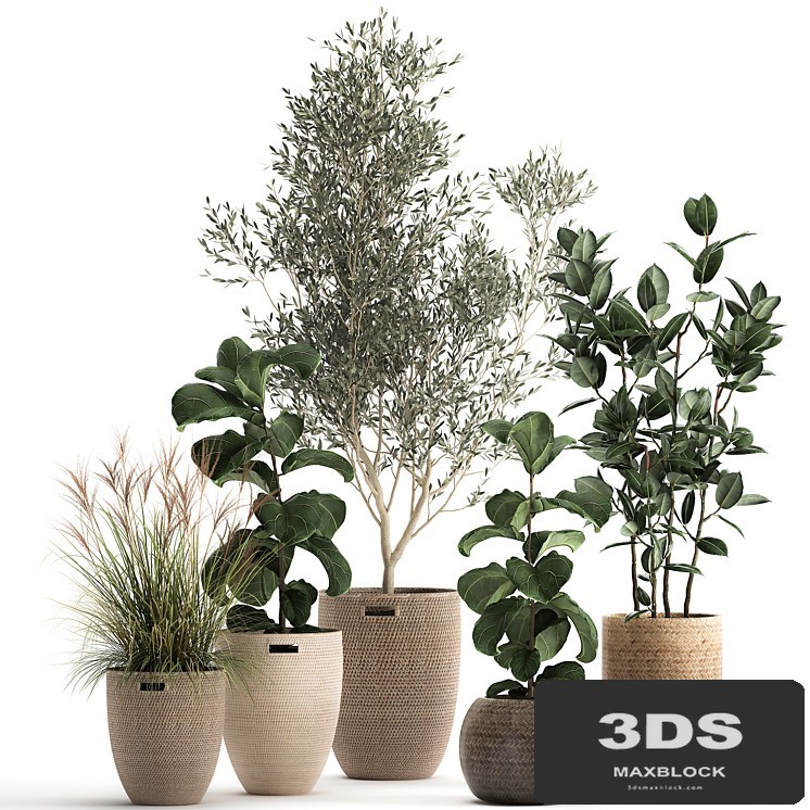 Collection of plants in baskets with indoor Olive tree, Ficus lyrata, elastica, veinik. Set 972.