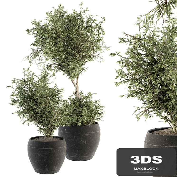 indoor Plant Set 206 - Plant Set in pot