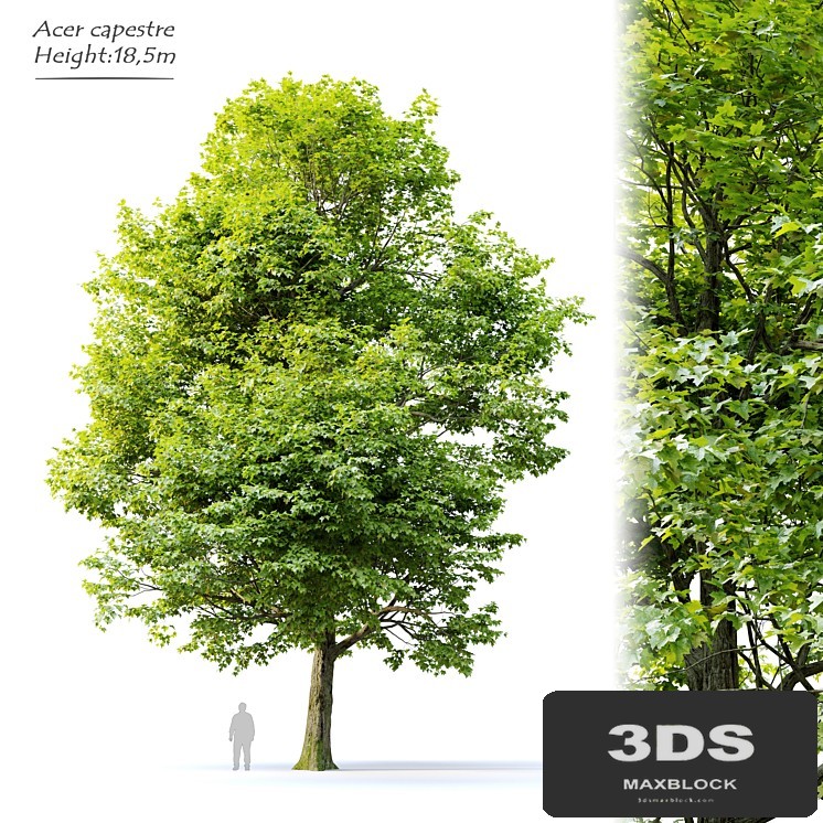 Acer campestre