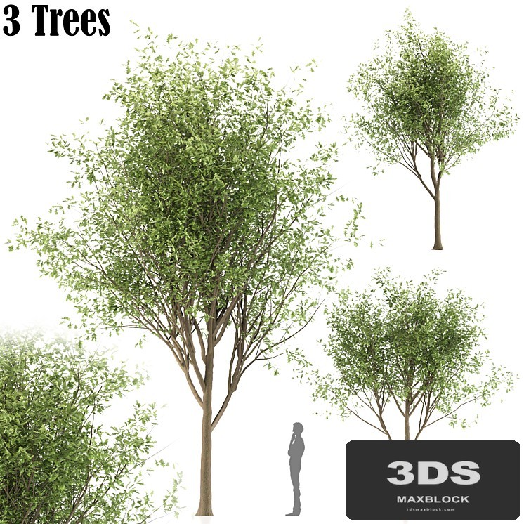Oak tree (3 trees and 3 Sizes)