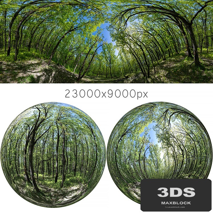 HDRI map from oak forest