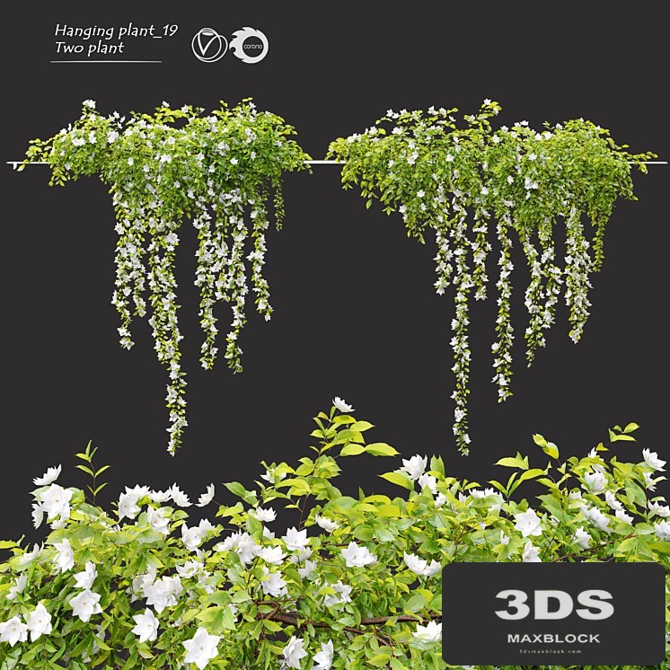 Hanging Plant 19