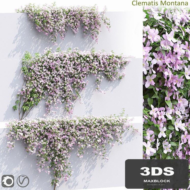 Clematis Montana # 1