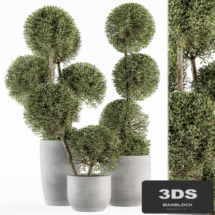 Outdoor Plant Set 234 - Topiary Ball in Pot