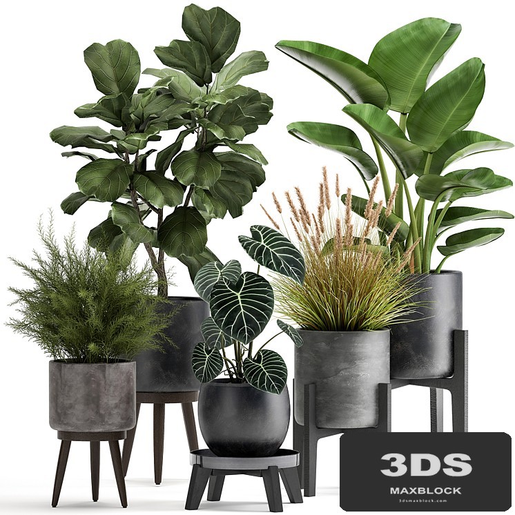 Collection of plants in black pots with Ficus lyrata, Strelitzia, Asparagus. Set 998.