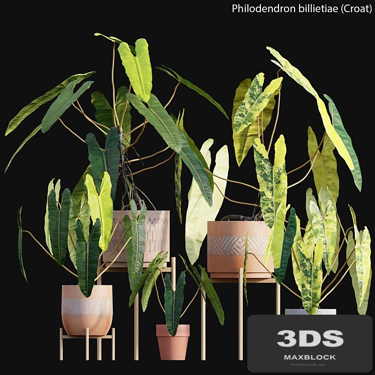 Philodendron billietiae - Croat