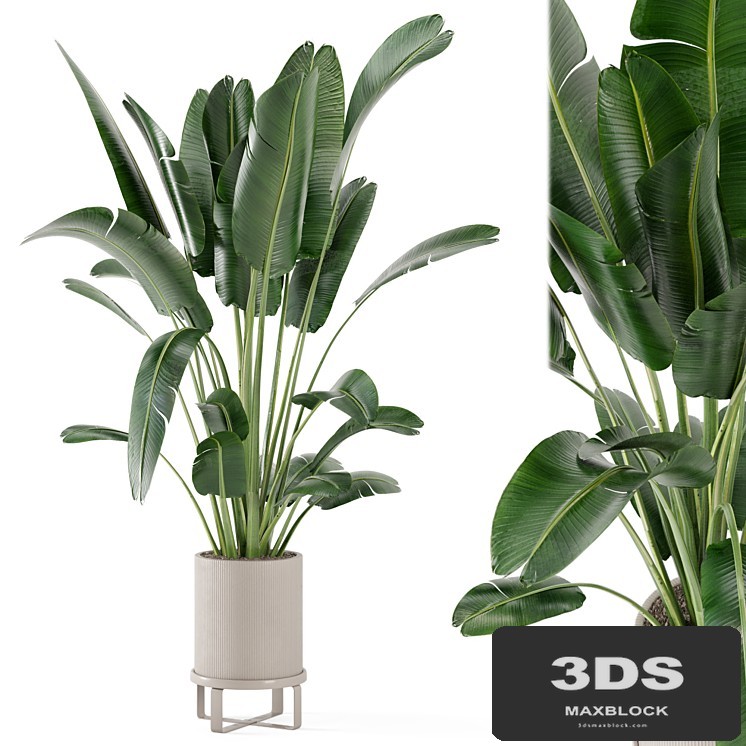 Indoor Plants in Ferm Living Bau Pot Large - Set 173