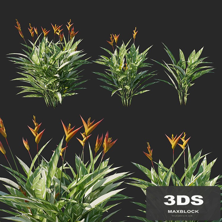 Heliconia psittacorum variegated 02