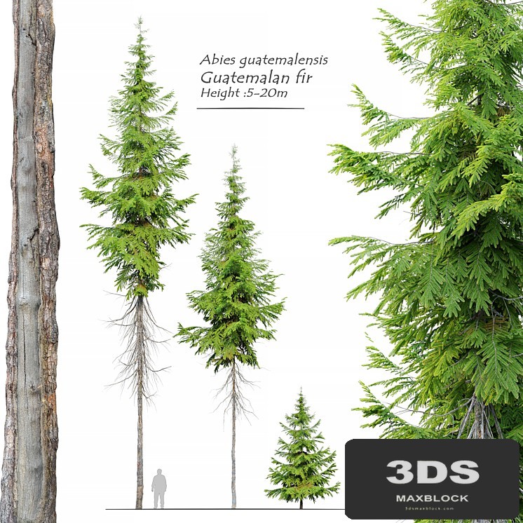 Abies guatemalensis