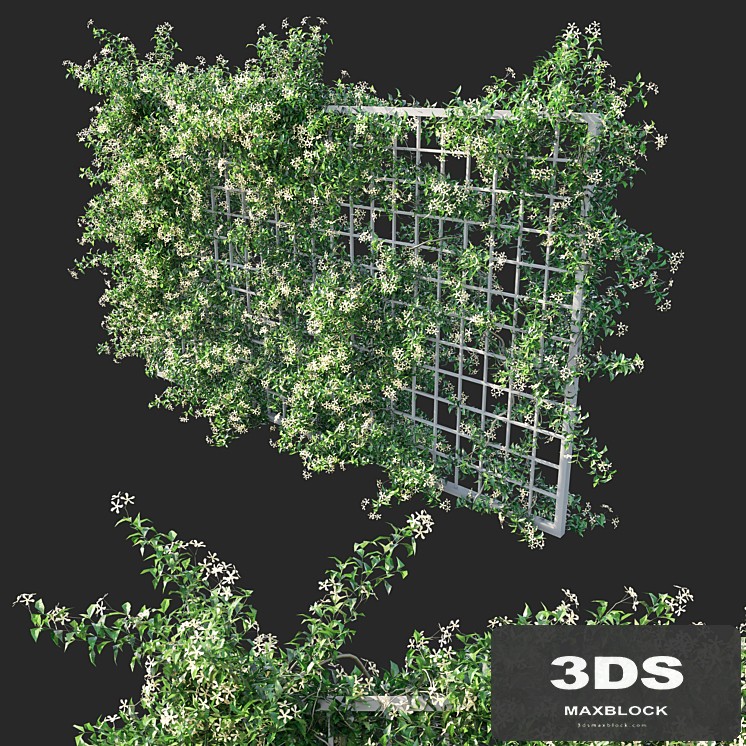 Trachelospermum Star Of Toscane _Star Jasmine 02