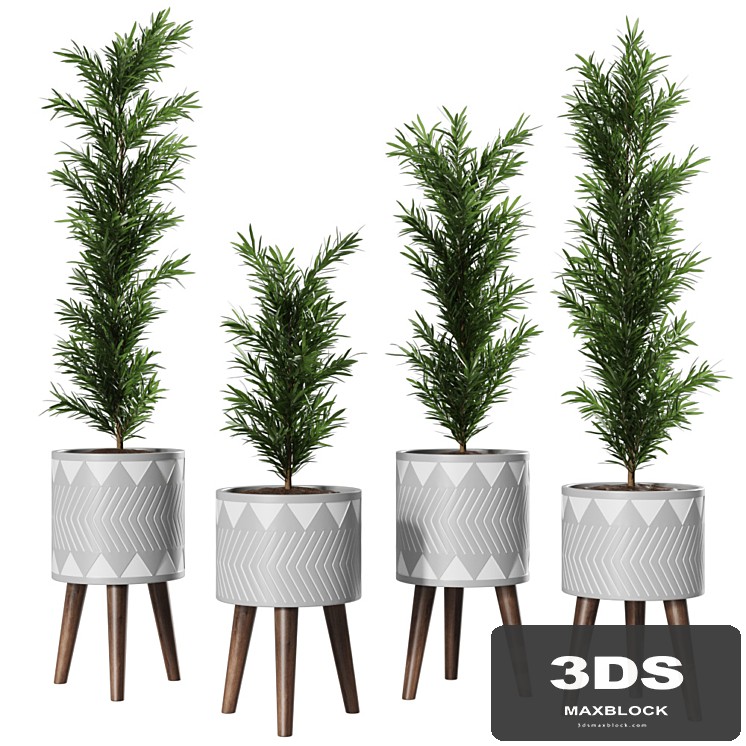Podocarpus Vase Plant