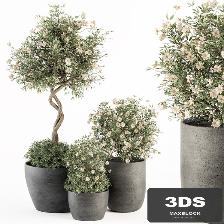 Outdoor Plant Set 239 - Flower Tree in Pot
