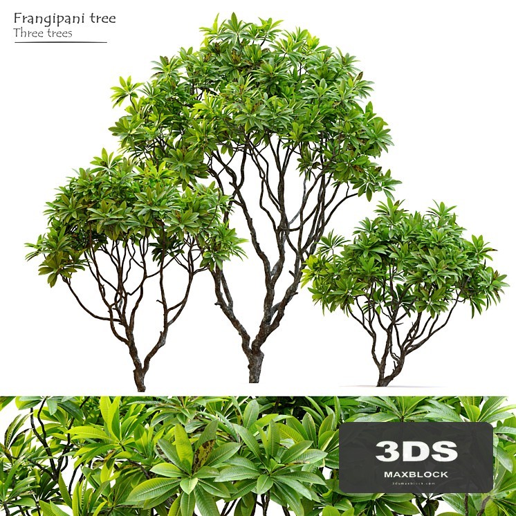 Frangipani tree