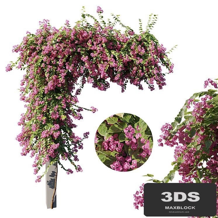 Bougainvillea