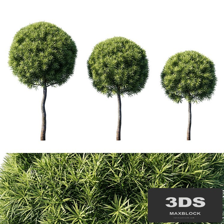 Podocarpus macrophyllas 04