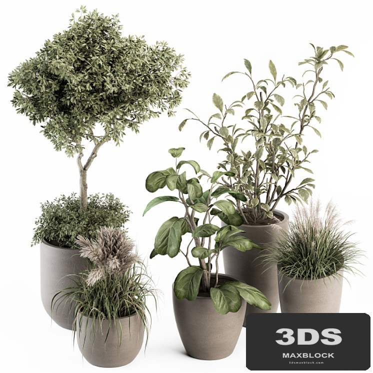 indoor Plant Set 264 - Plant Set in pot