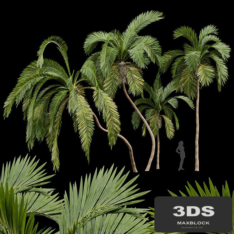 Queen Palm 4 Trees Syagrus Romanzoffiana