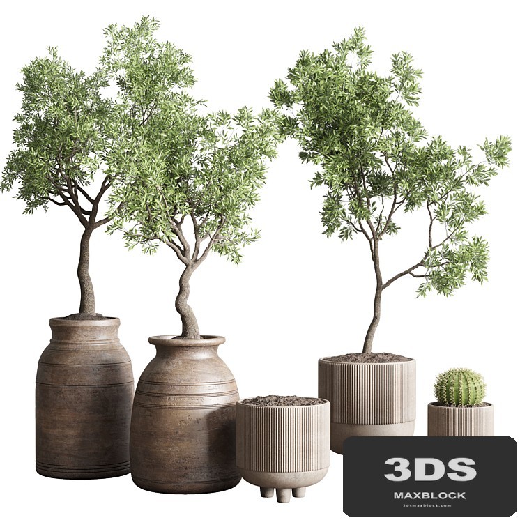 collection indoor outdoor plant 114 vase concrete wood old pot tree cactus
