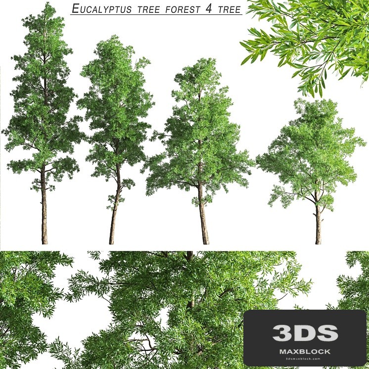 Eucalyptus_tree_forest_4_tree_vray