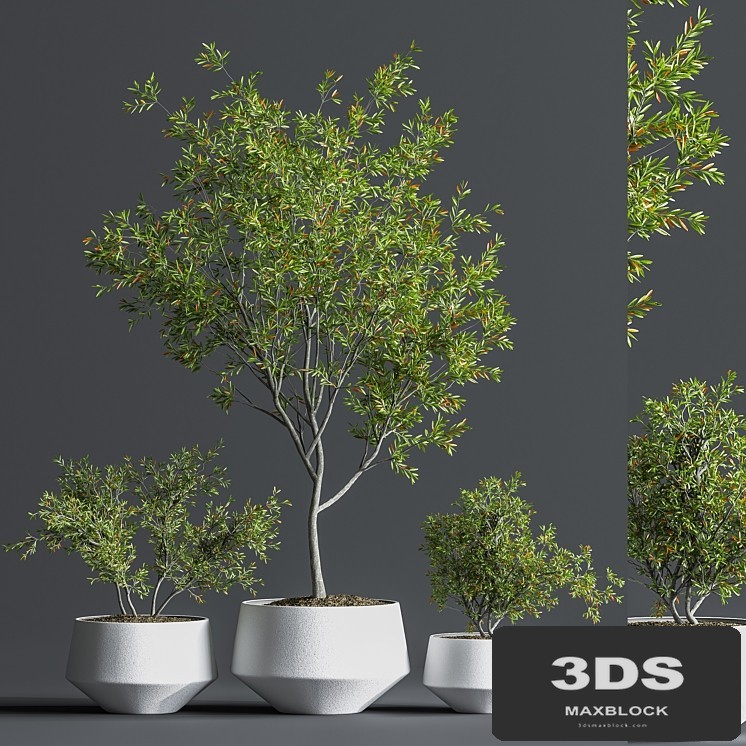 Indoor_Set_Plant_08