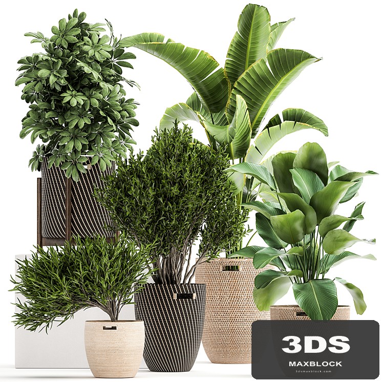 Collection of plants in baskets from Scheffler, Strelitzia, kalatea Lutea. Set 1036.
