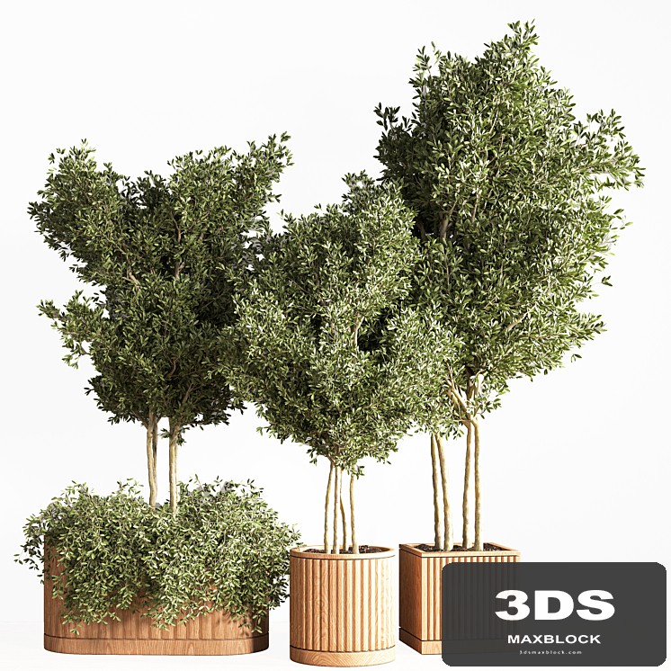 indoor plant set 13(corona)
