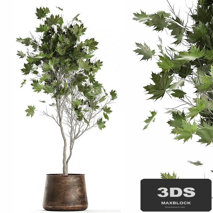 A beautiful little tree in a metal outdoor pot maple, sycamore. 1045
