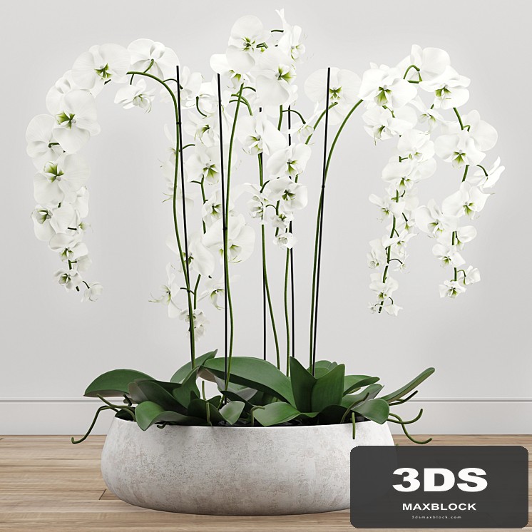 Orchid arrangement 2