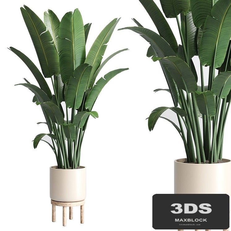 Indoor plant 137 vase wood pot plant ravenala