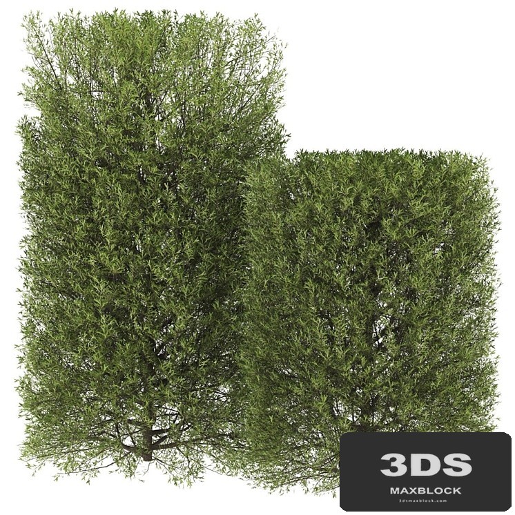 Plants_07