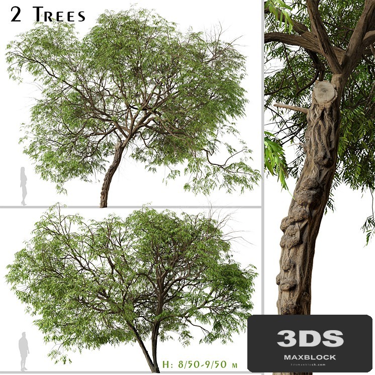 Set of Brazilian Pepper Tree (Schinus terebinthifolia) (2 Trees)
