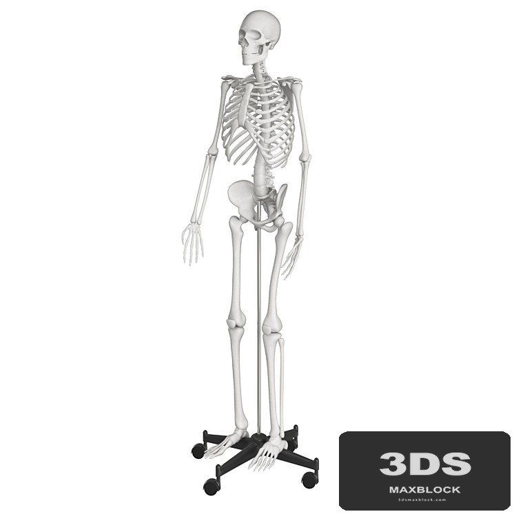 Human skeleton