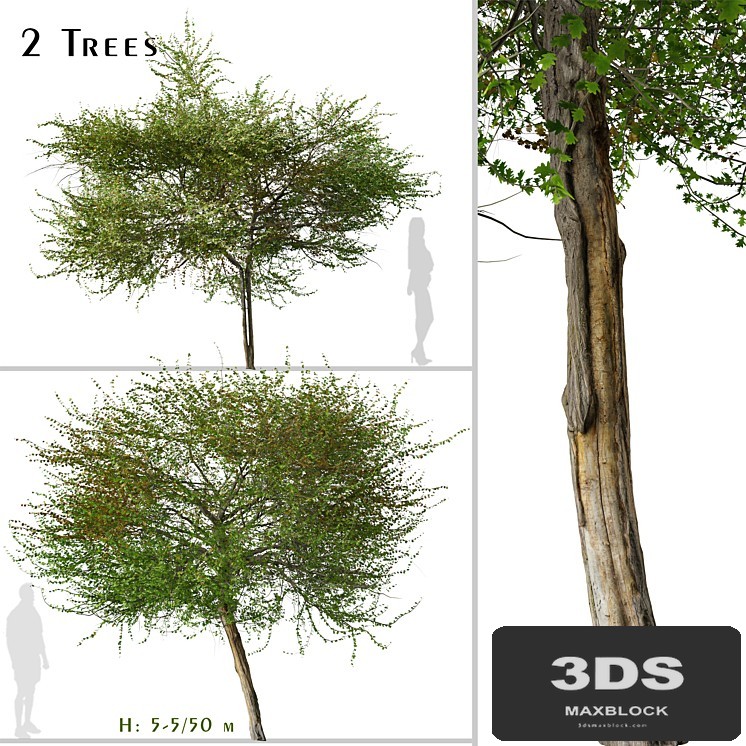 Set of English Hawthorn Tree (Crataegus monogyna) (2 Trees)