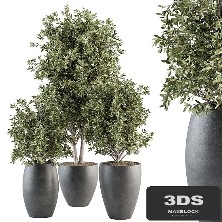 Outdoor Plant Set 306- Plant and Tree Set
