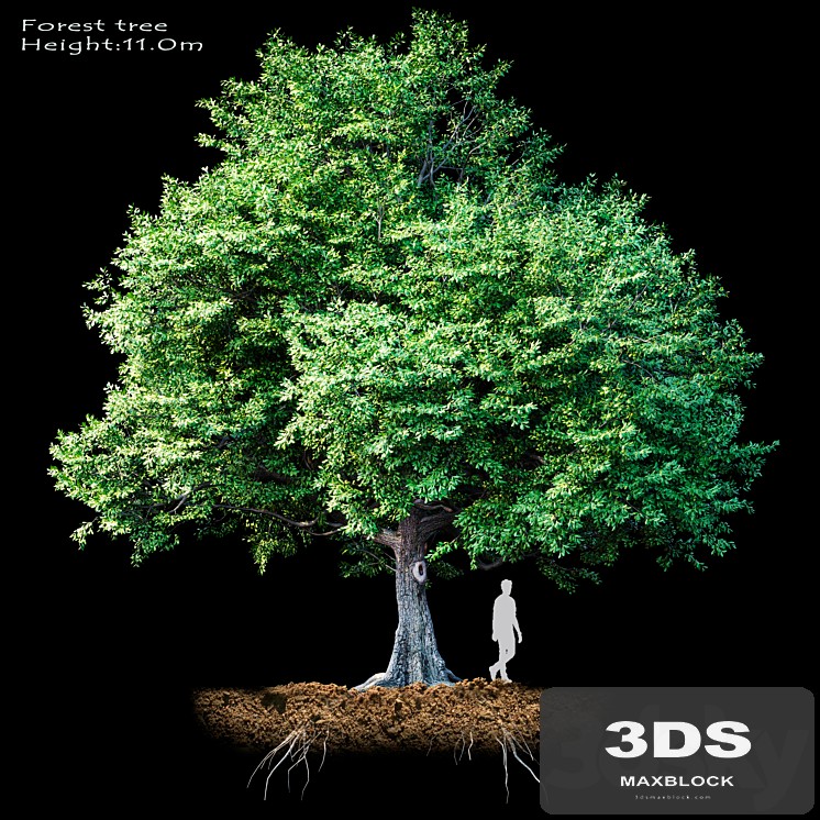 Oak-tree